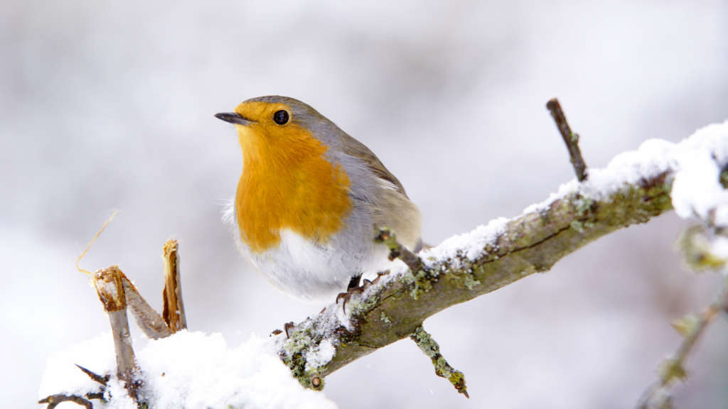 Benelux hiver vers farine oiseaux du ciel - JMT Alimentation Animale