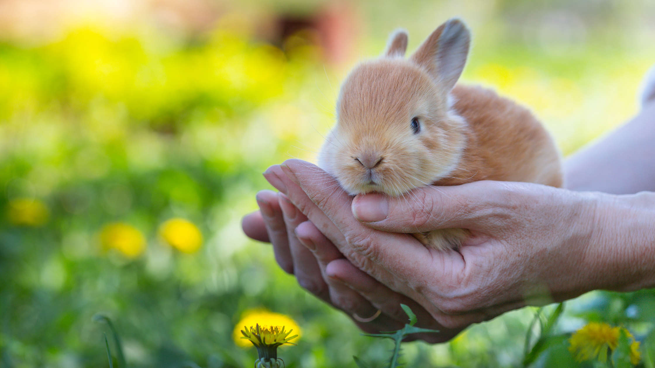 Des idées cadeaux pour lapins ! 