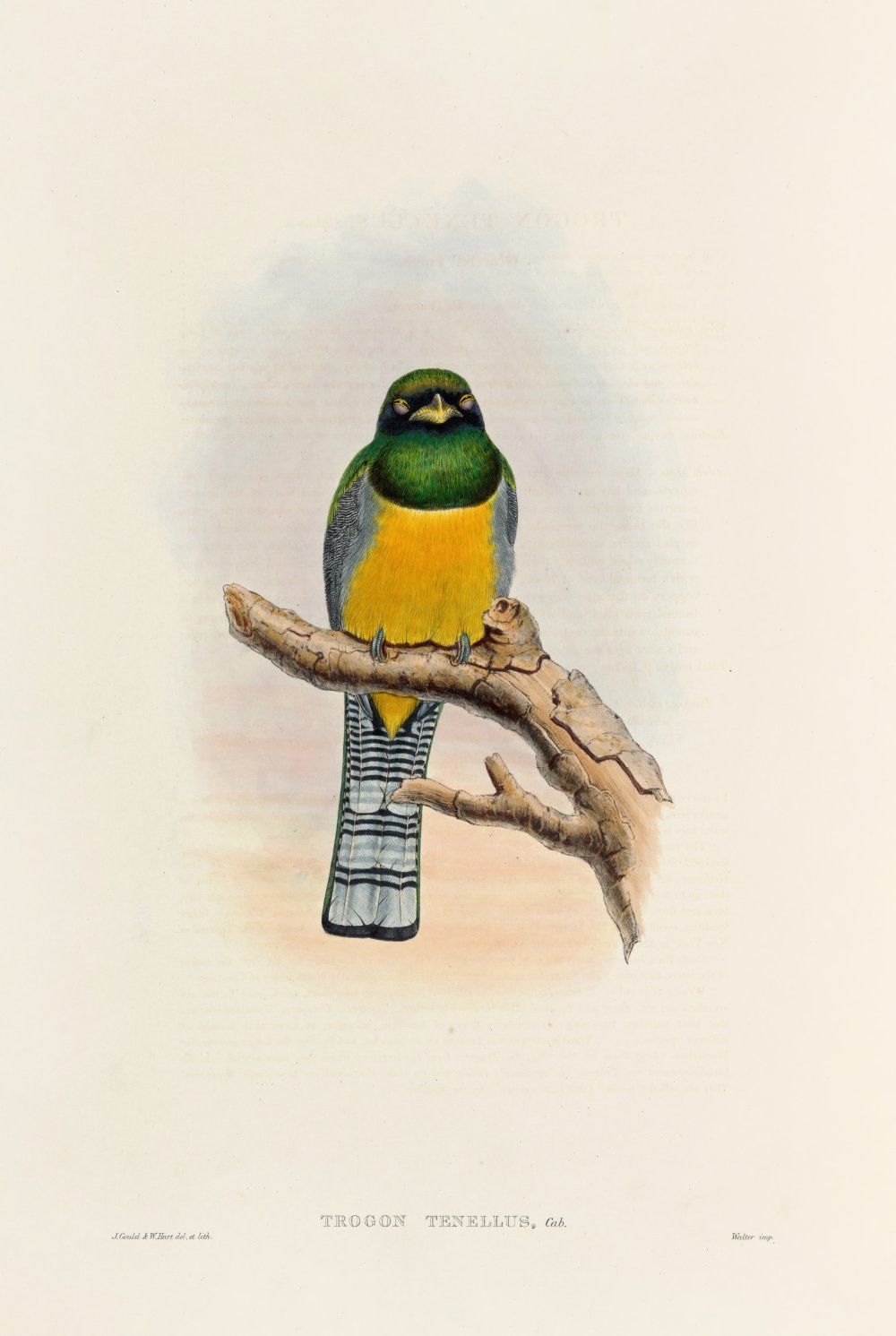 Konten Burung dengan Warna