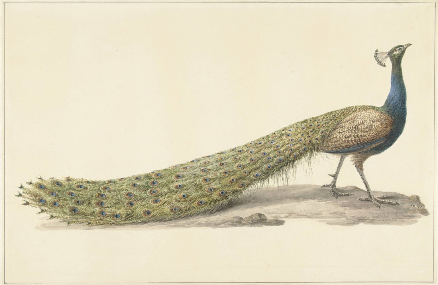 Konten Peacock dengan Plumage Warna