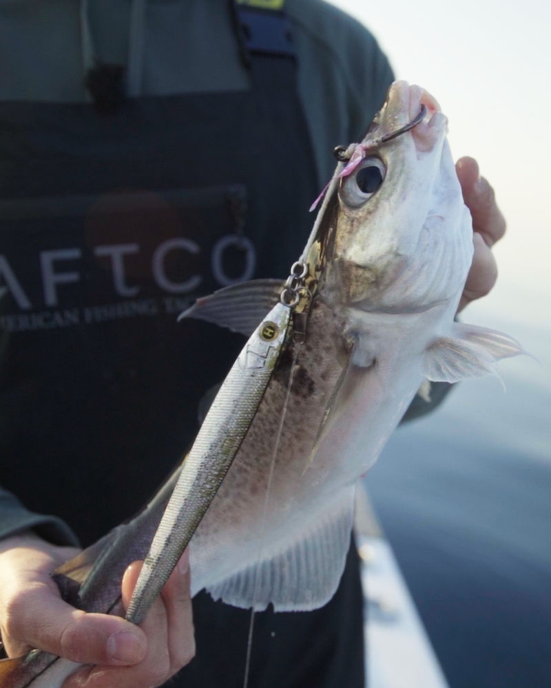 Haddock held up on the boat