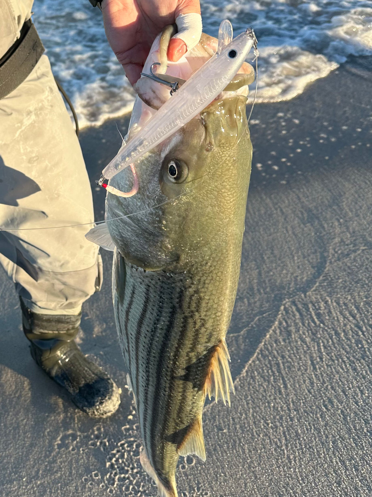 A striped bass at the shoreline with a Hogy Perfect Needle in its jaw, the surf behind.