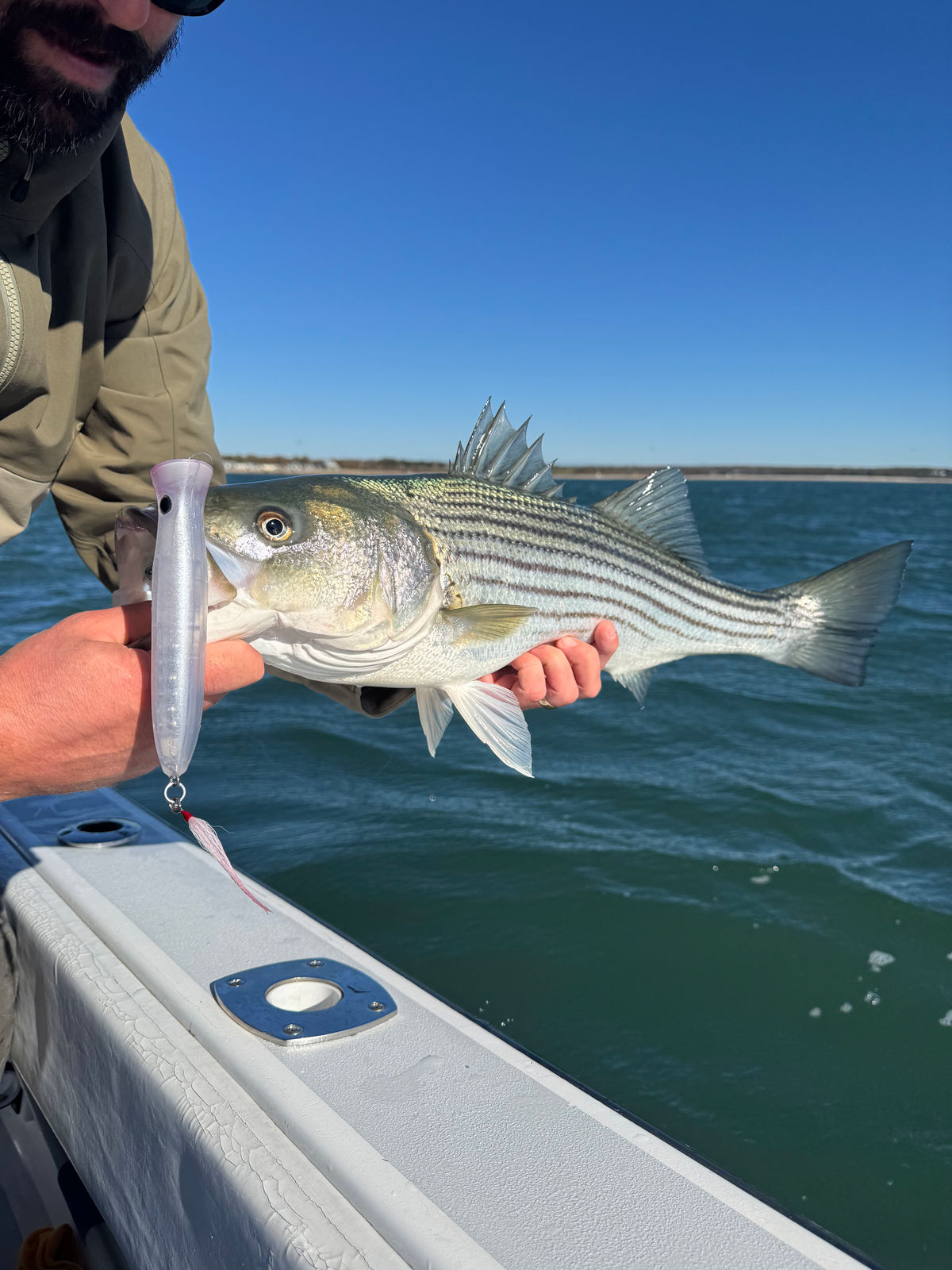 Close view of a striped bass with a pale Chug Popper in its mouth.