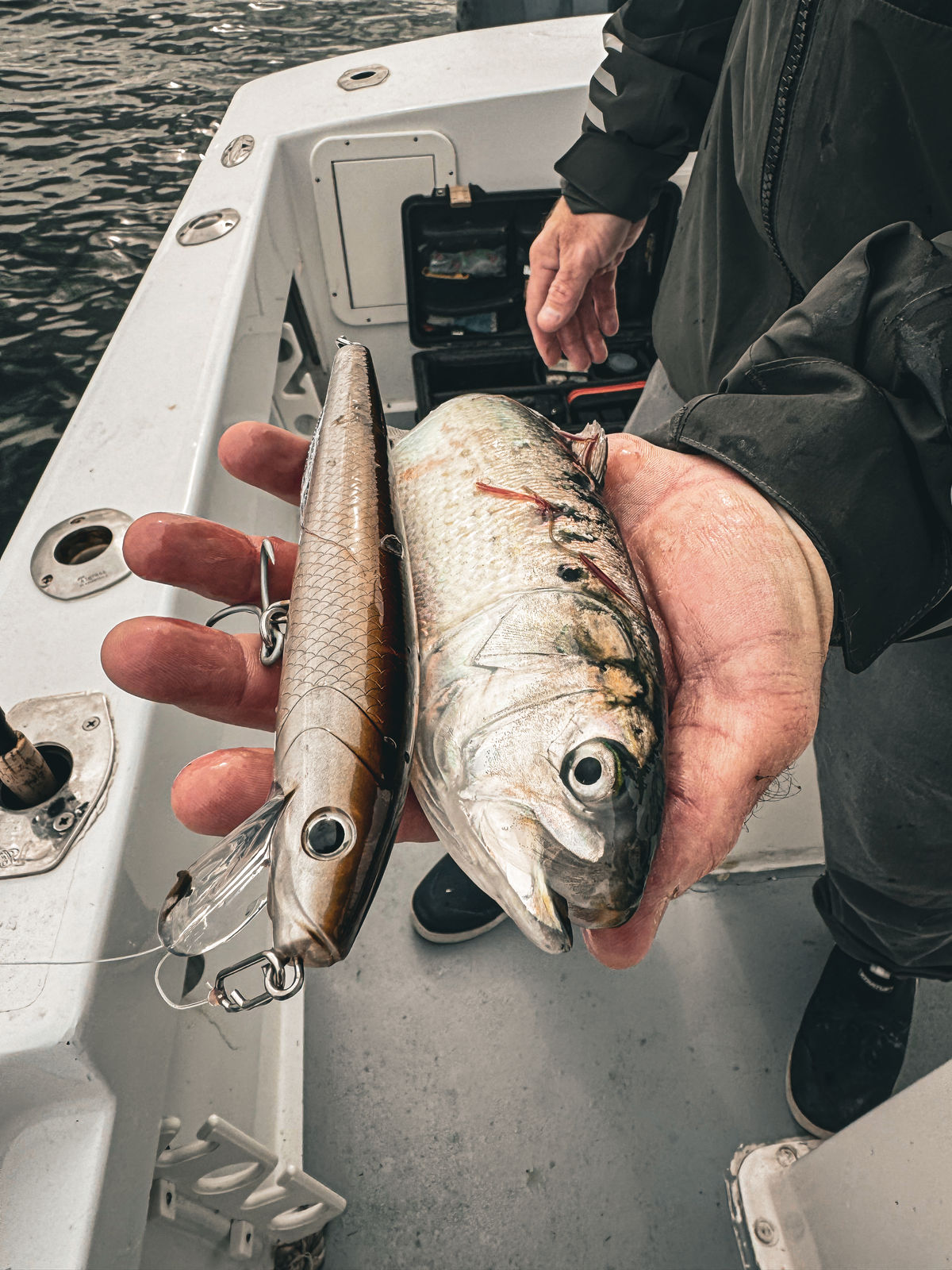 An OG Swimmer with its shallow lip visible held beside a broad-bodied pogie aboard a boat.