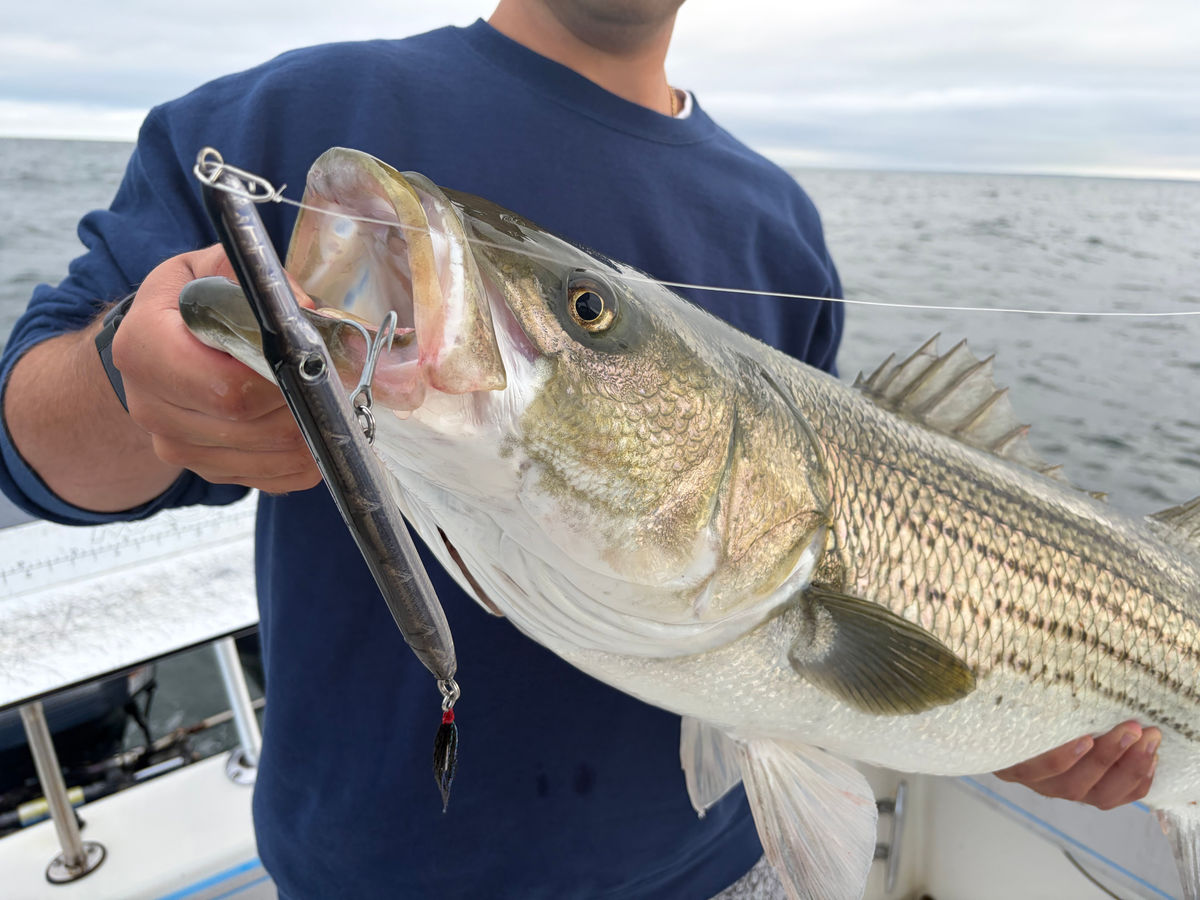 A striped bass held aboard the boat with an olive Hogy Perfect Needle hanging from its jaw.