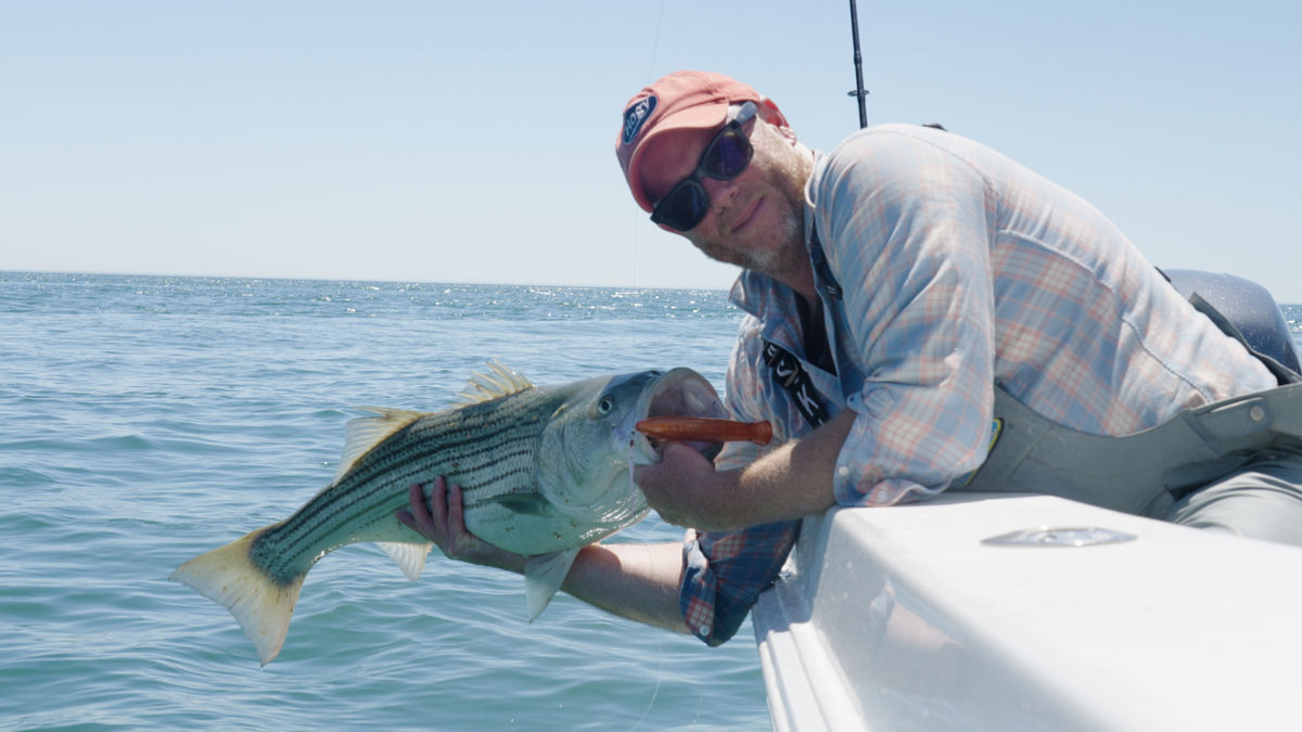 Capt. Mike leaning over the gunwale with a striped bass on the amber Charter Grade Chug Popper.