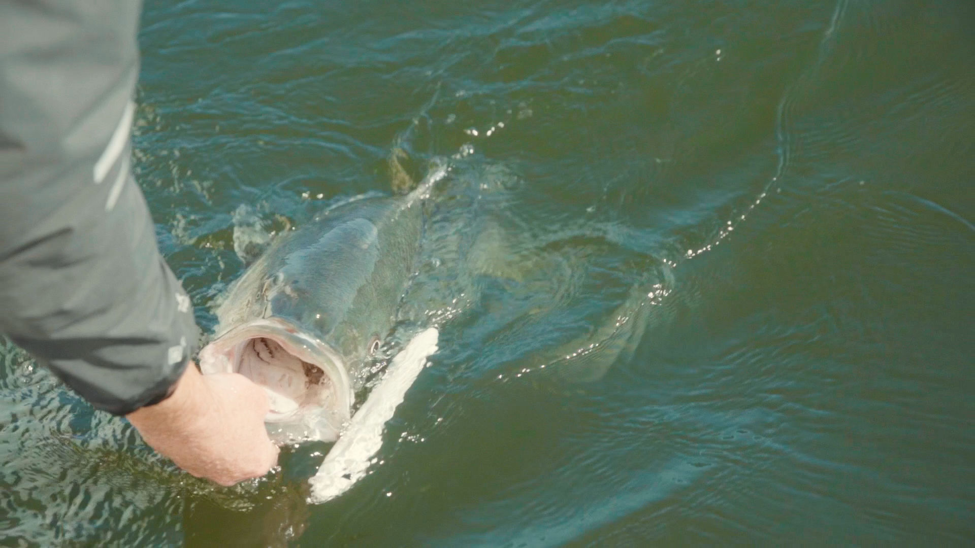 Big striped bass being unhooked in the water