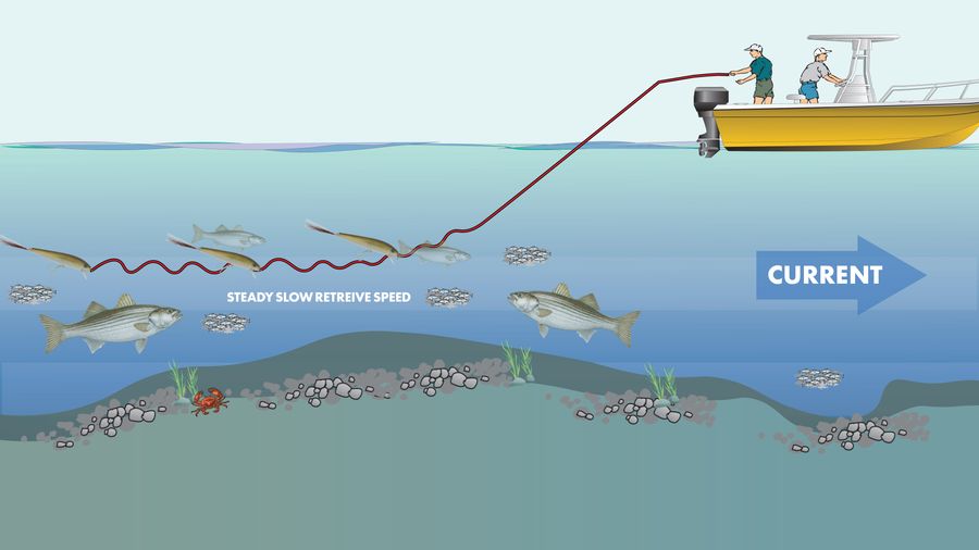 R1602 Shallow Swim diagram.