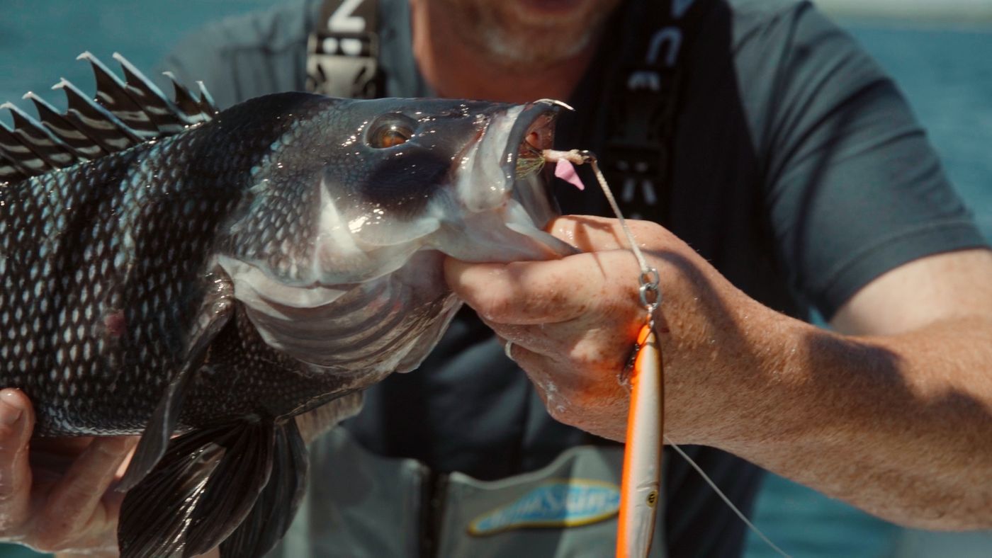 Capt. Mike Hogan holding a black sea bass with a Squinnow jig in its jaw