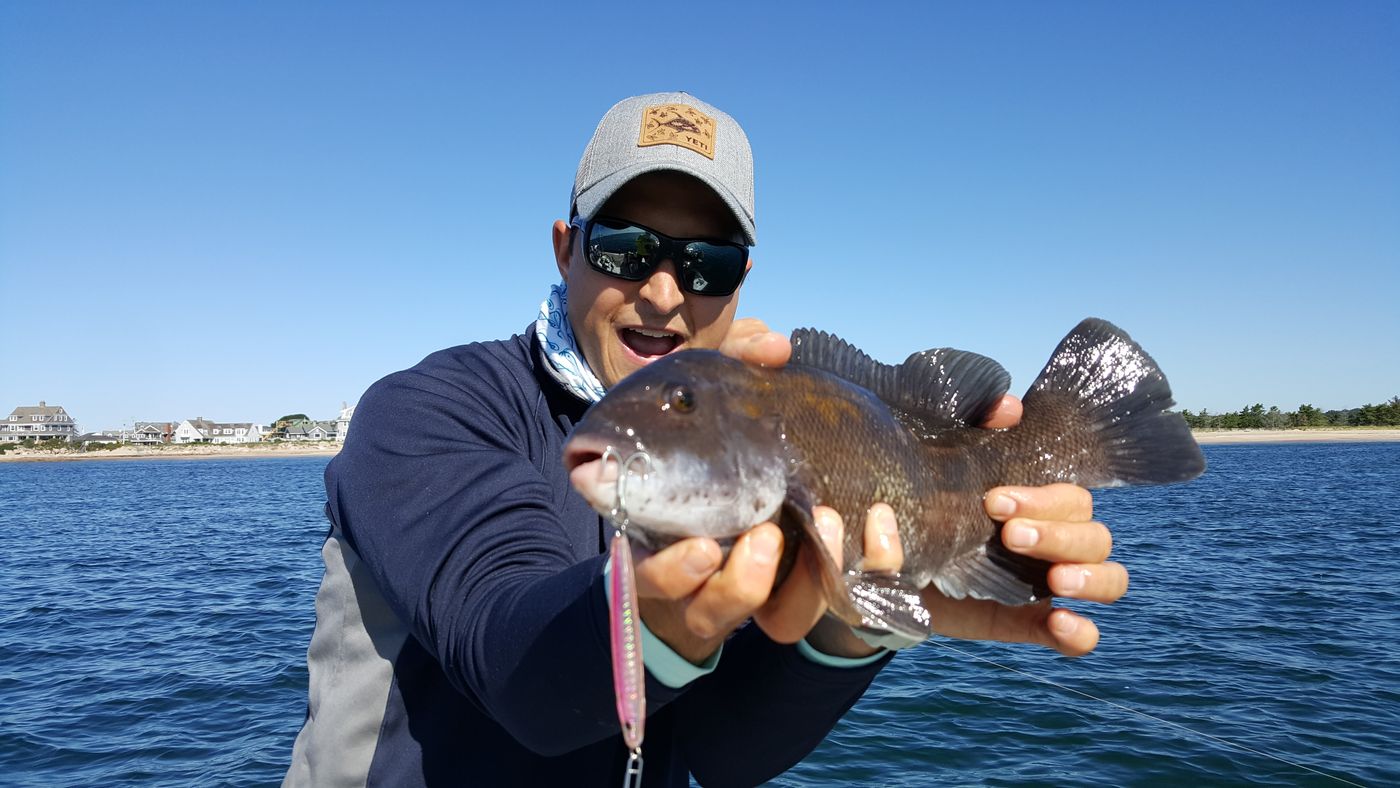 Angler holding a tautog caught on a pink Hogy Epoxy Jig