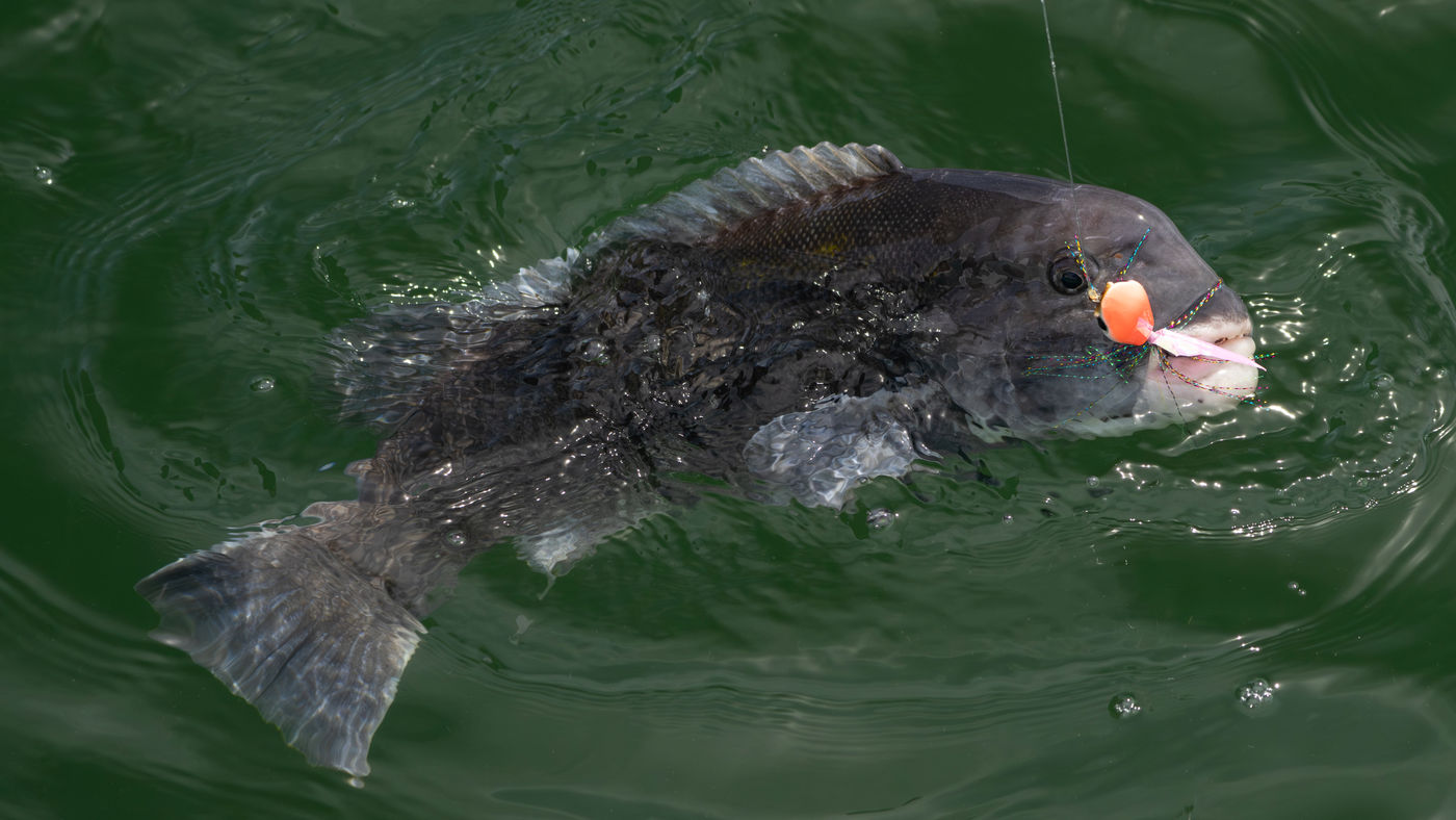 Tautog at the surface, hooked in the jaw on a Hogy Groundfish Biki Jig