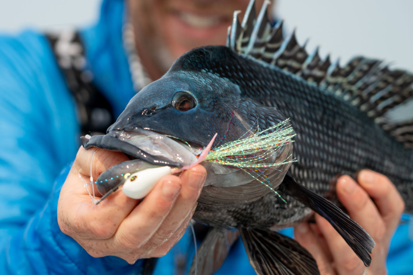 Black sea bass with a Hogy Groundfish Biki Jig in its jaw