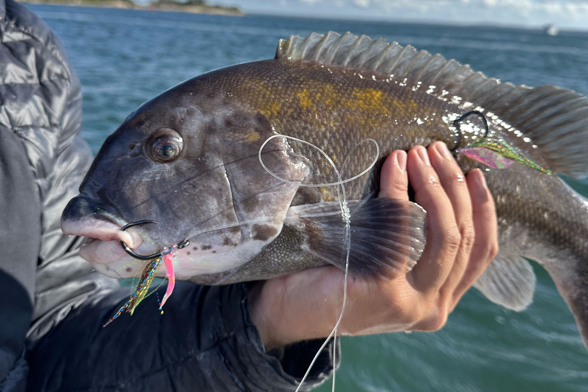 Tautog held up with a Hogy Biki teaser in its jaw