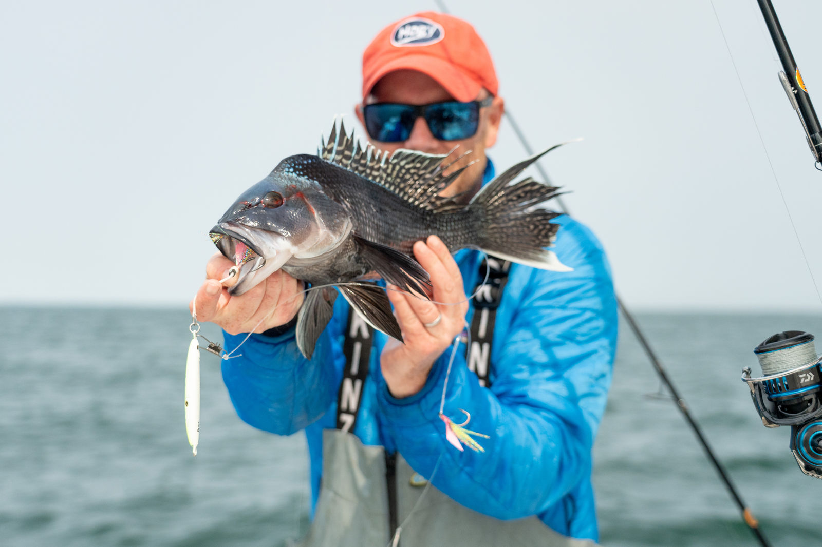 Black sea bass hooked on a Hogy jig with a Jig-Biki teaser