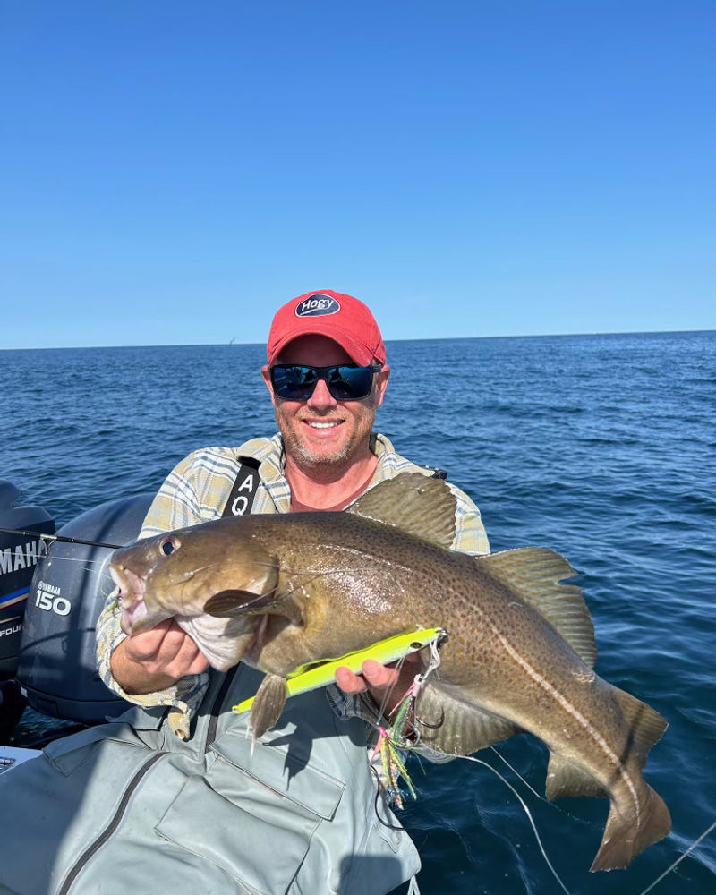 Angler holding an Atlantic cod caught on a jig and teaser