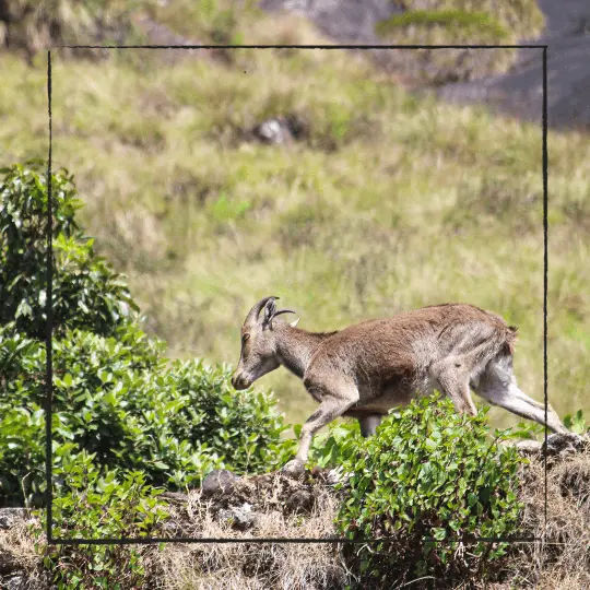 Eravikulam National Park