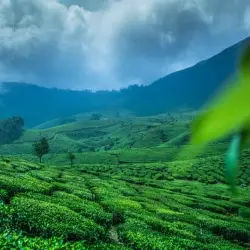 Cochin Munnar Kerala tour packages