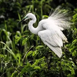 Kumarakom Bird Sanctuary Kerala tour package