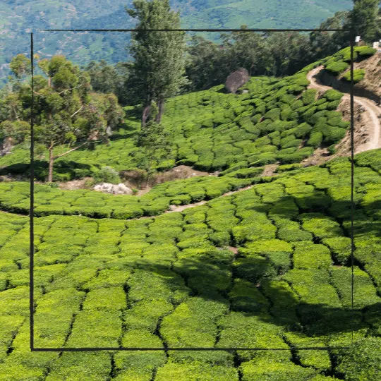 Munnar Tea Garden