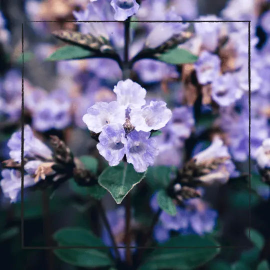 Neelakurinji Bloom