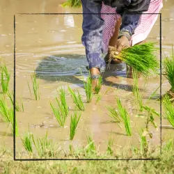 paddy field