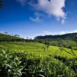 Tea Garden Ooty tour package