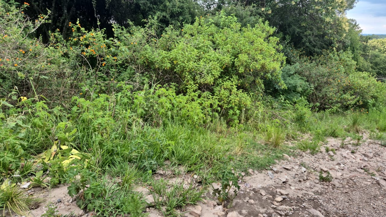 Terreno en Venta de 1156m² en Salsipuedes - foto 2