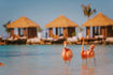 renaissance-wind-creek-aruba-flamingos-aruba