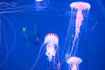 jellyfish-habitat-la-casa-de-la-playa