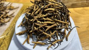 冬蟲夏草的特寫