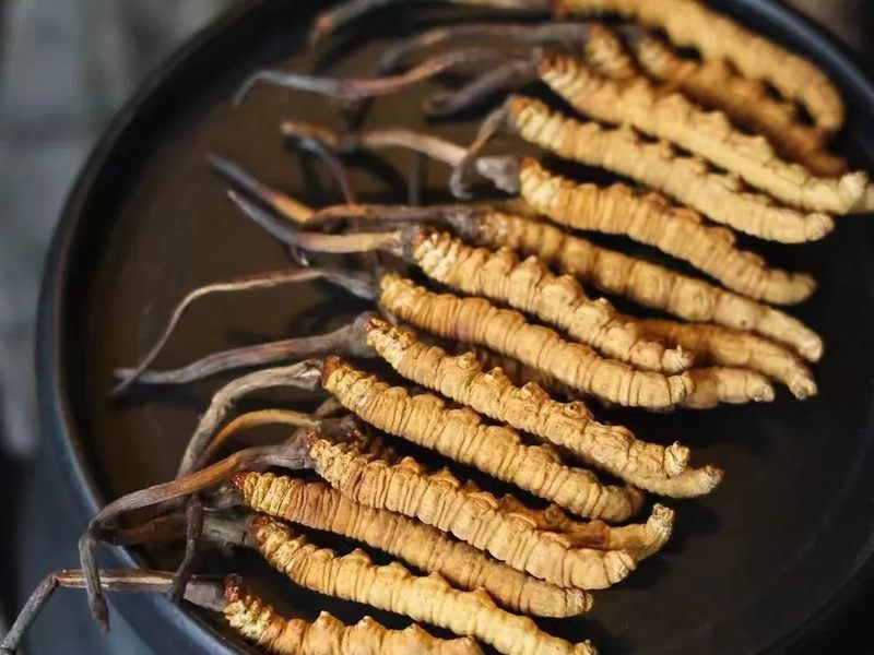 一組精心挑選的高品質冬蟲夏草