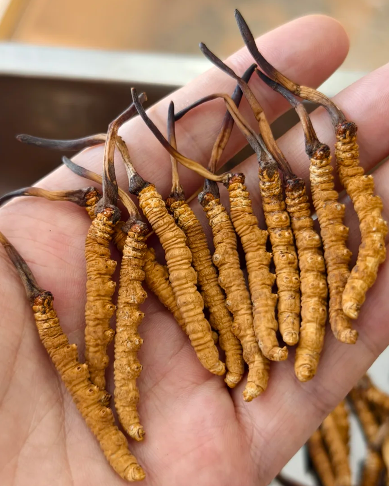 天鴻商行的專業鑑定師正在仔細檢驗冬蟲夏草