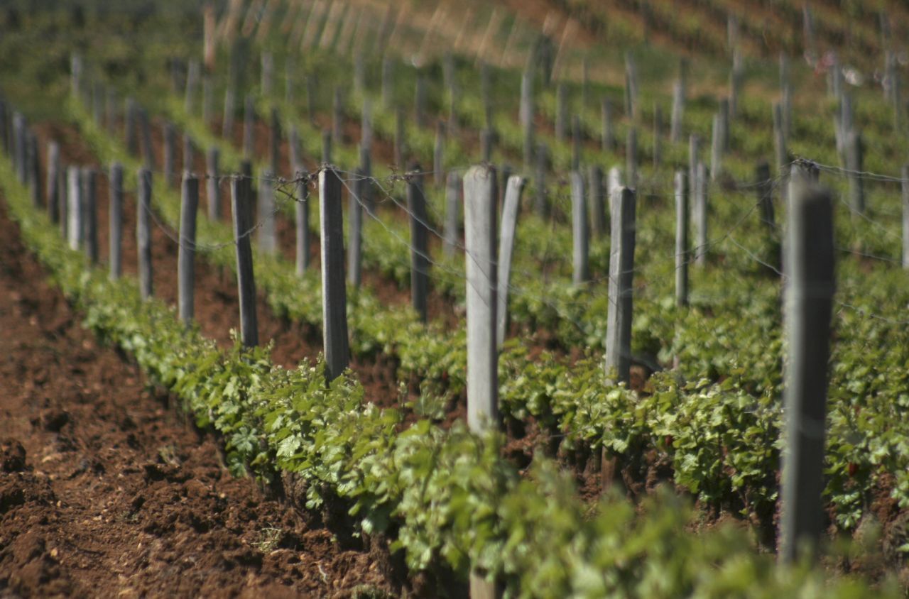 勃艮第La T&acirc;che葡萄園的坡地風光，展現其獨特的地理環境