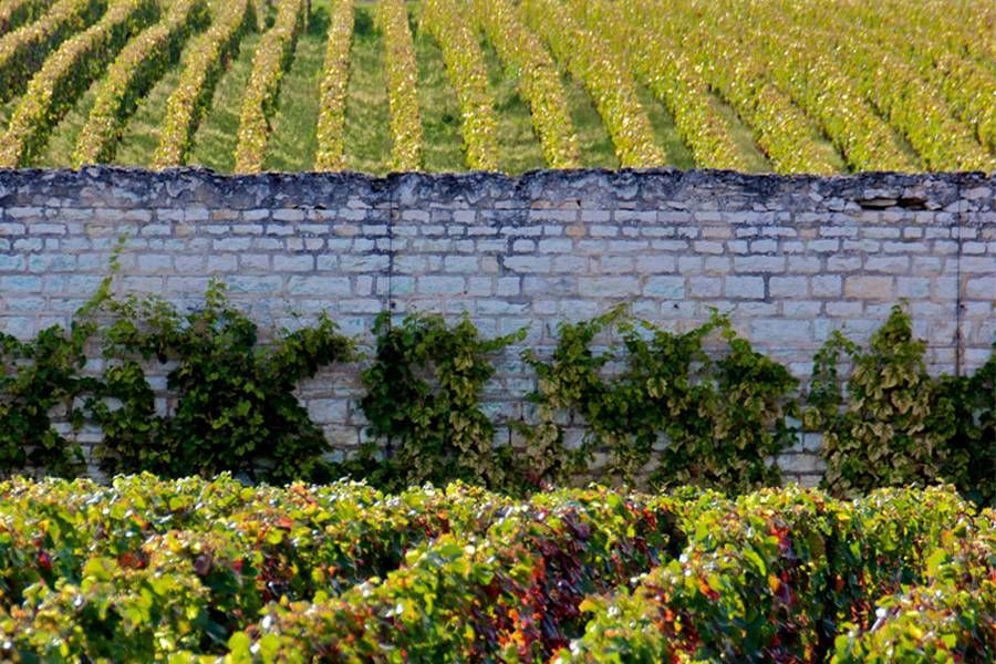 [Eugenie酒莊建築]