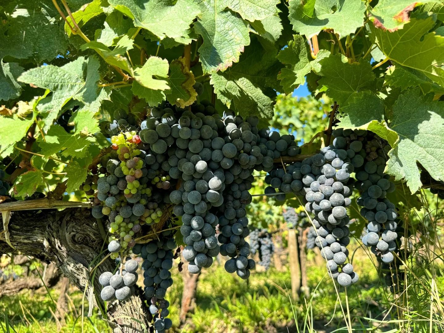 波爾多葡萄園的豐收景象與老酒酒窖