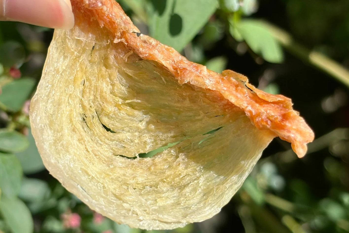 燕窩回收指南：cave nest contamination risk