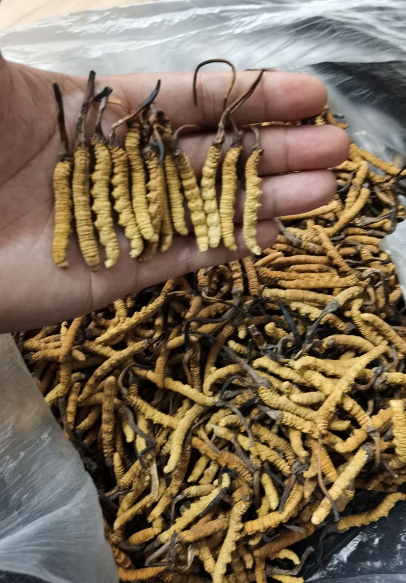 分級盤上的冬蟲夏草按大小與完整度分類擺放