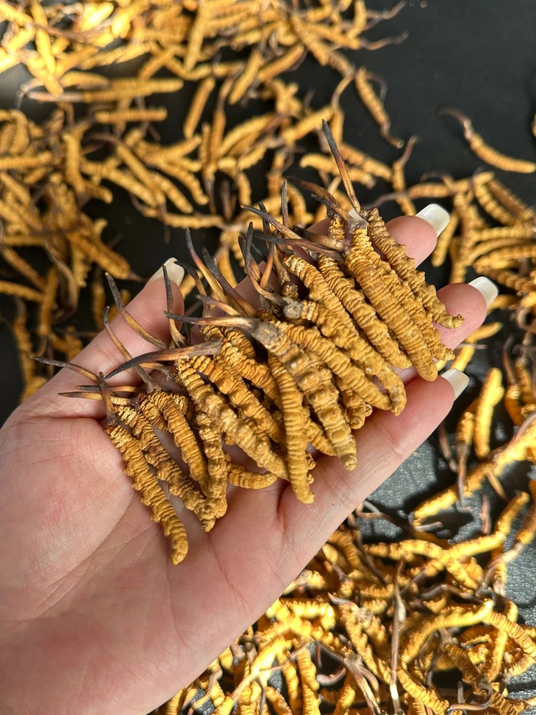 一邊是完整冬蟲夏草禮盒，另一邊是散草分級盤，象徵兩種不同出售路徑