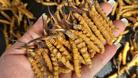 冬蟲夏草禮盒裝 vs 散草：香港出售前必讀的 7 個估價差異與變現策略