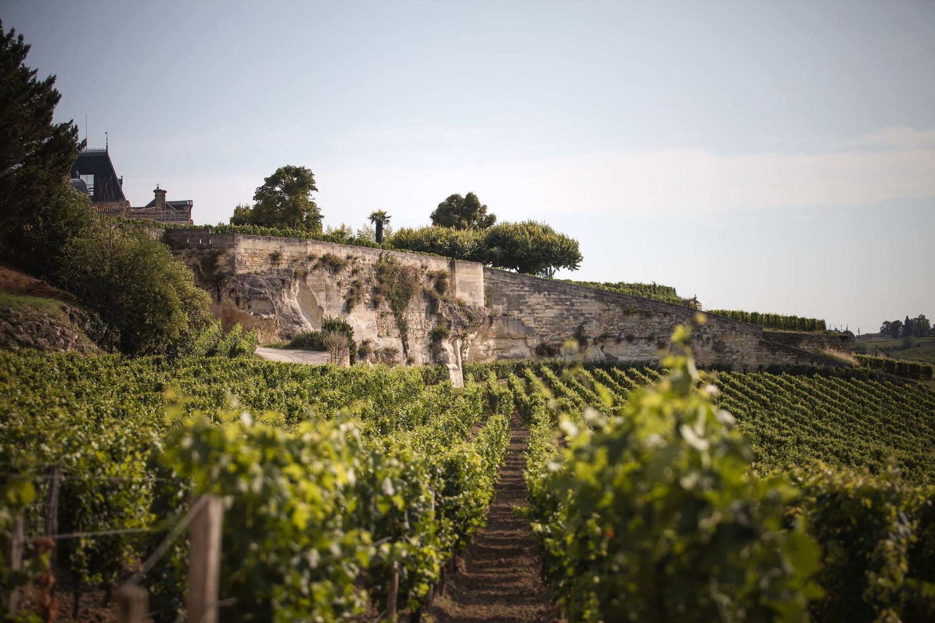 歐頌酒莊獨特的石灰岩梯田葡萄園