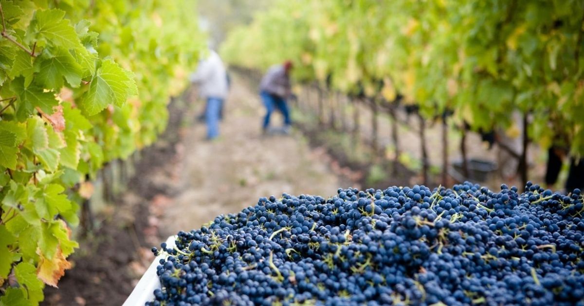 Château Le Pin 葡萄園在夕陽下的壯麗景色，展現 gewünschten 金黃色的光輝