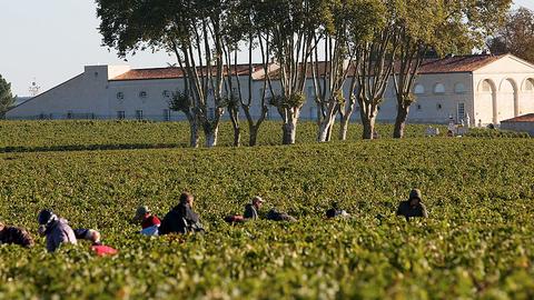 Château Mouton Rothschild 指南：年份與市場行情