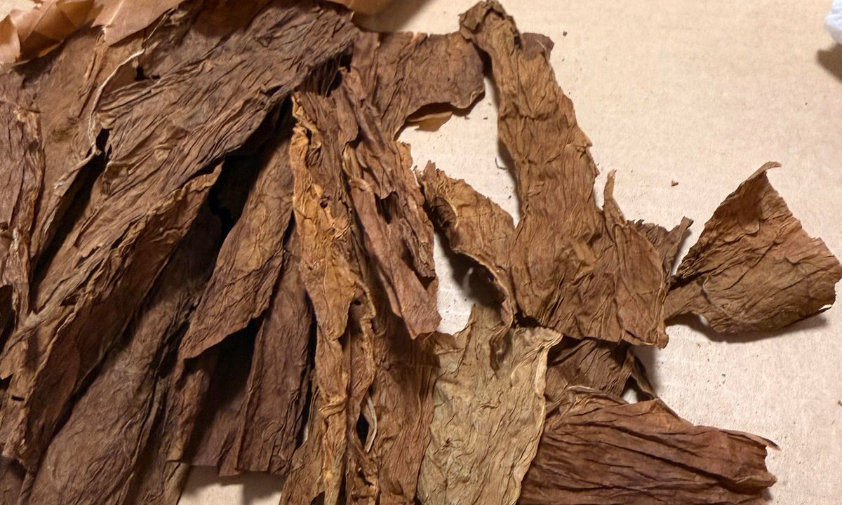 古巴雪茄菸草甲蟲圓孔、煙草粉末、隔離與溫濕度保存