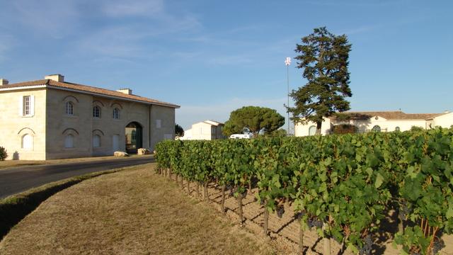 柏圖斯 Château Pétrus 標誌性酒瓶與葡萄園背景
