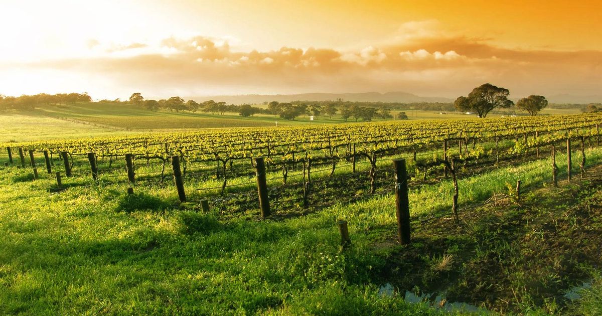 加州納帕谷奧克維爾產區的葡萄園，陽光普照，展現嘯鷹酒莊的頂級風土