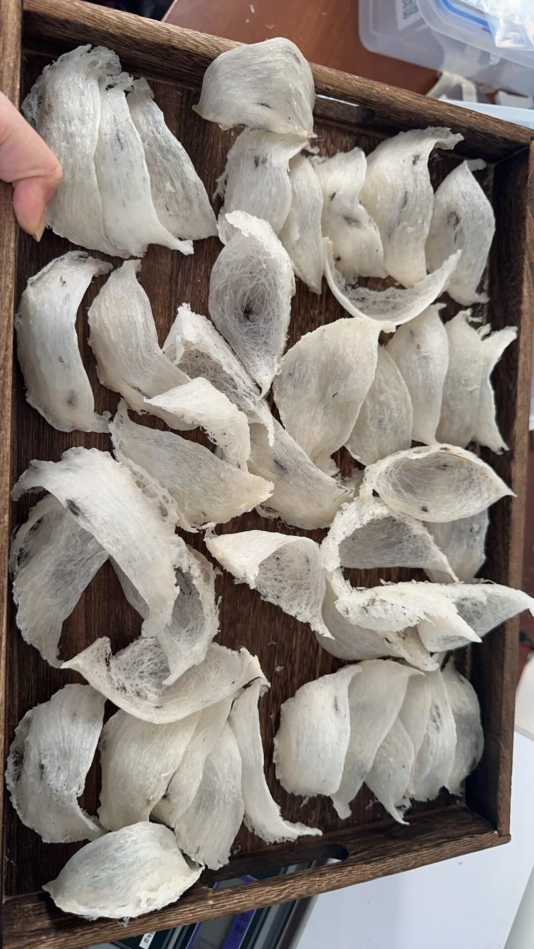 毛燕/半淨燕回收
