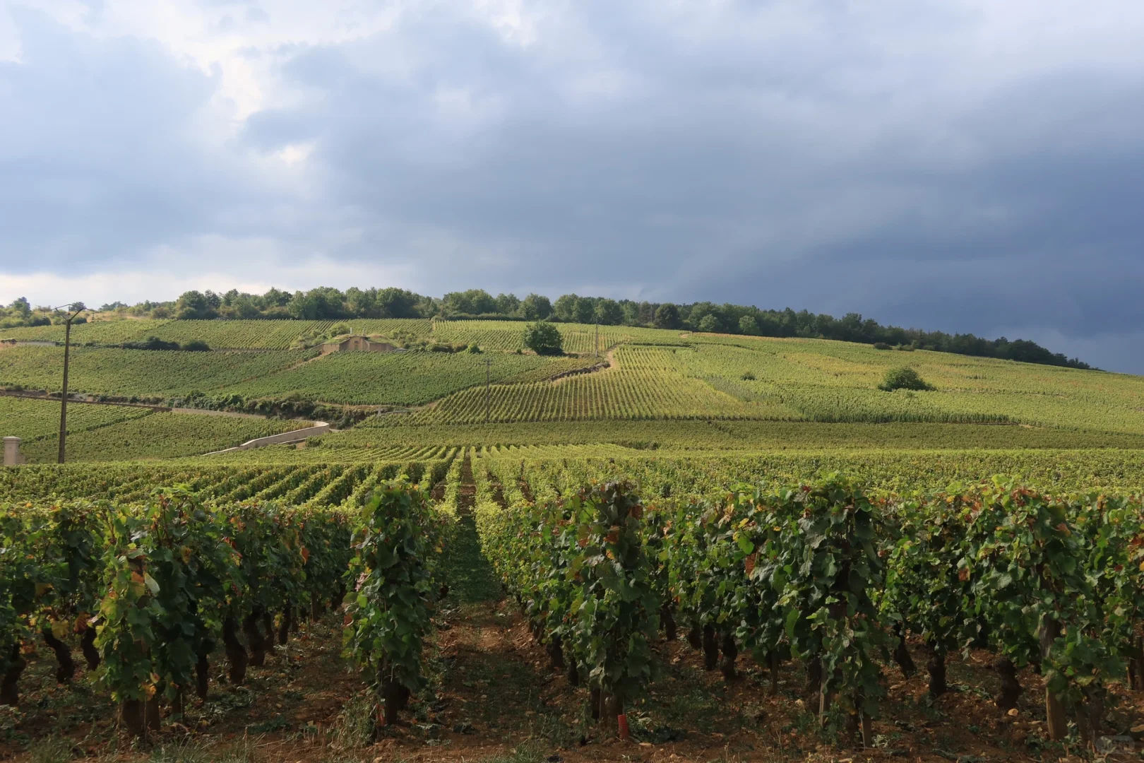 法國勃艮第（Burgundy）羅曼尼康帝葡萄園