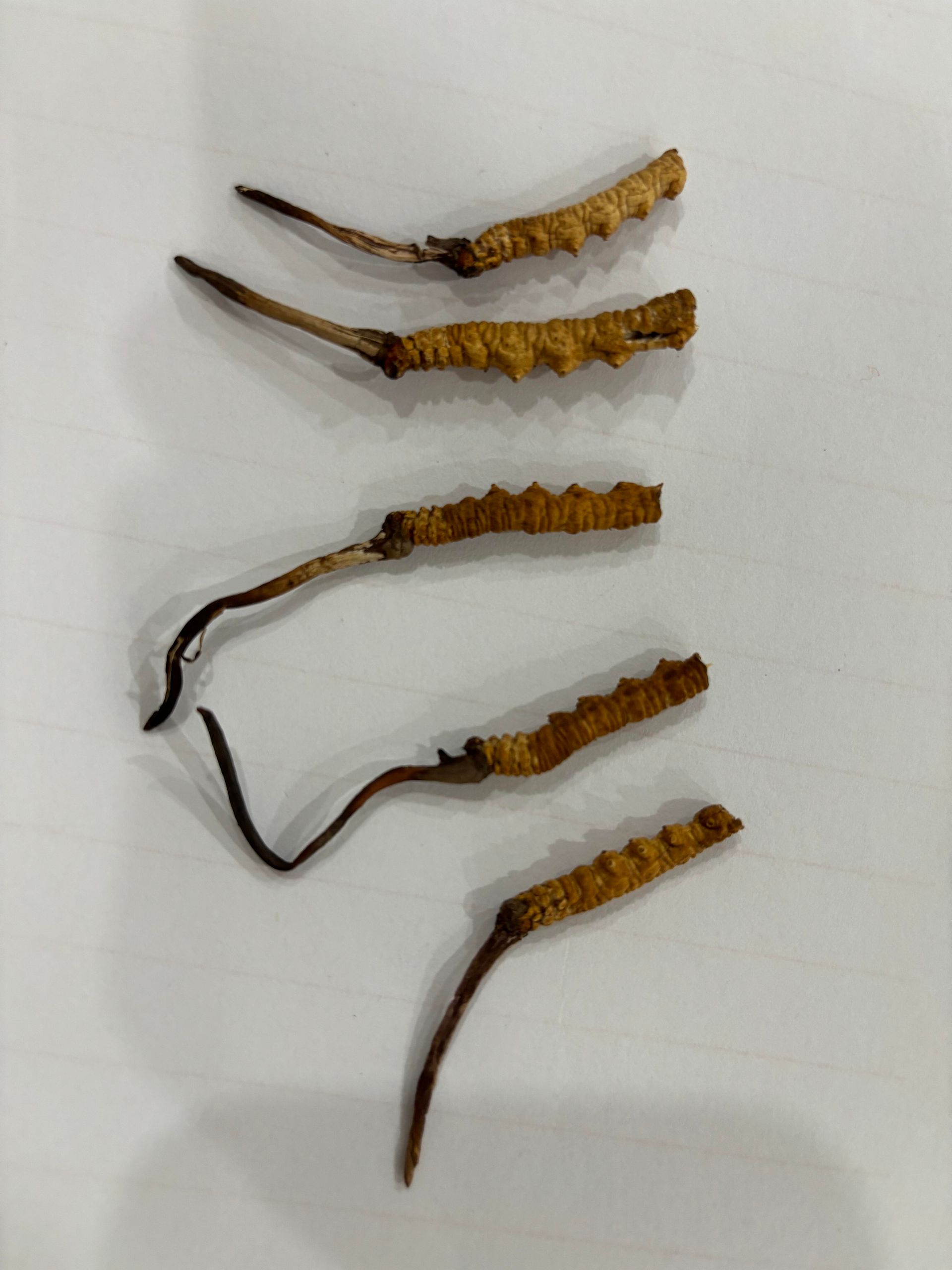 冬蟲夏草斷面草頭蟲足斷草與穿籤鑑定