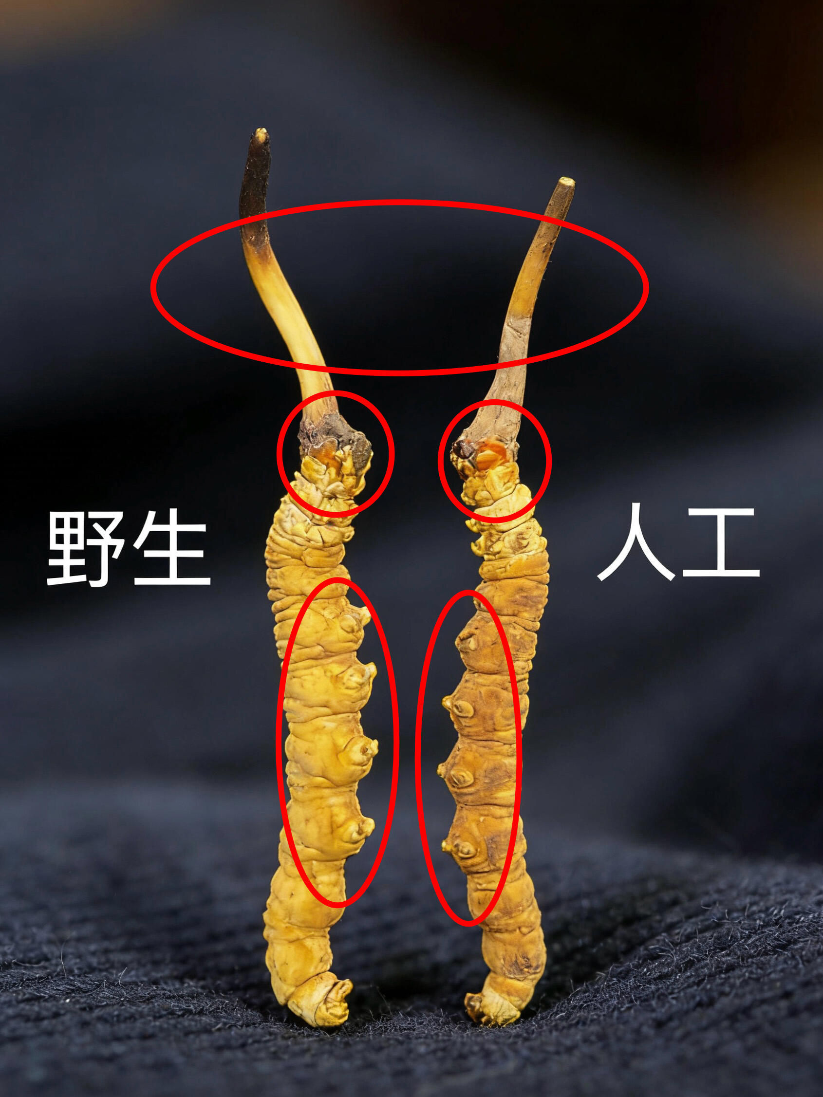 冬蟲夏草真偽與近鏡拍攝重點
