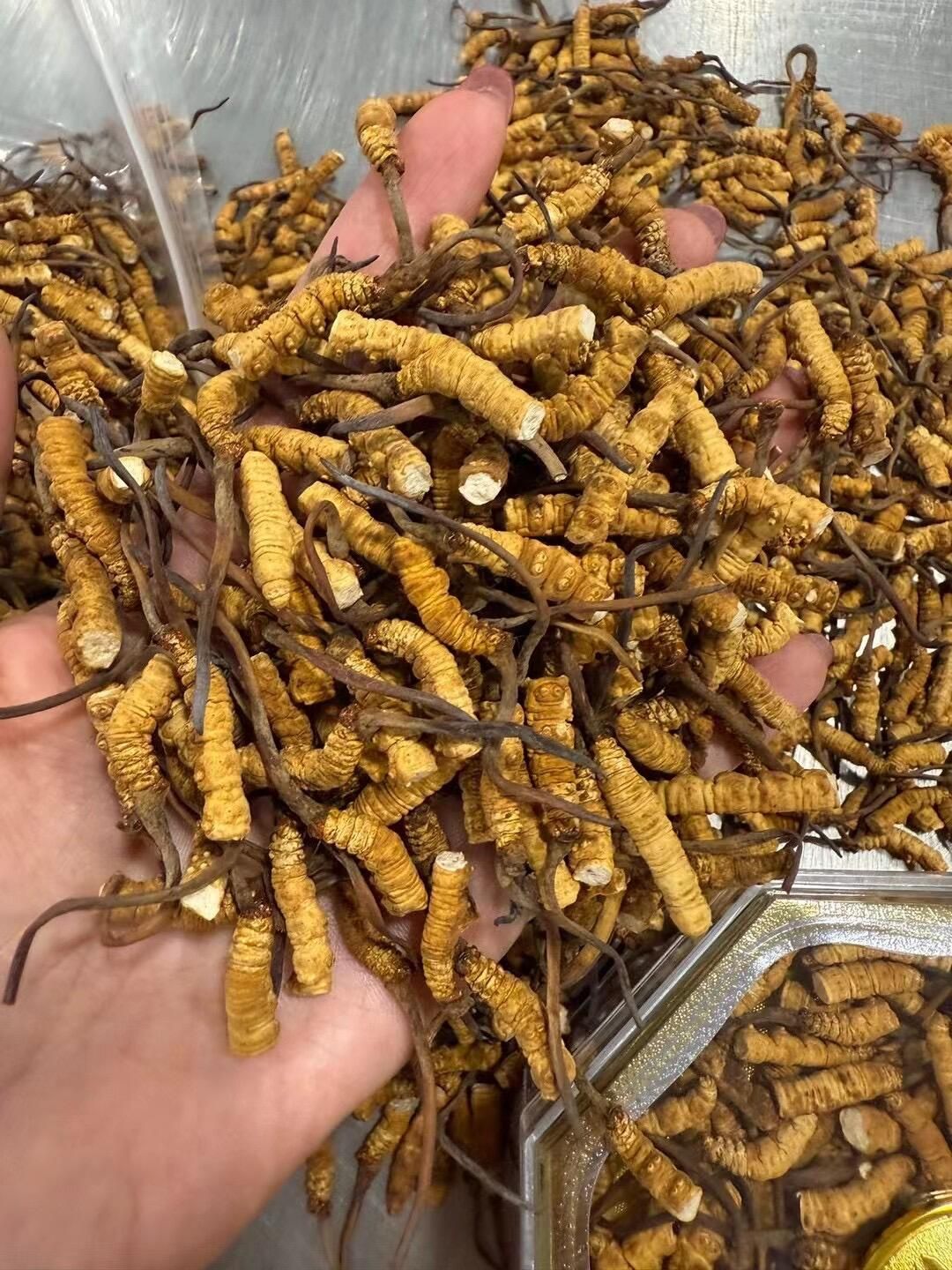 斷草／碎草／受潮蟲草回收